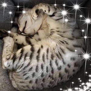 Meet your Posher, Sofia